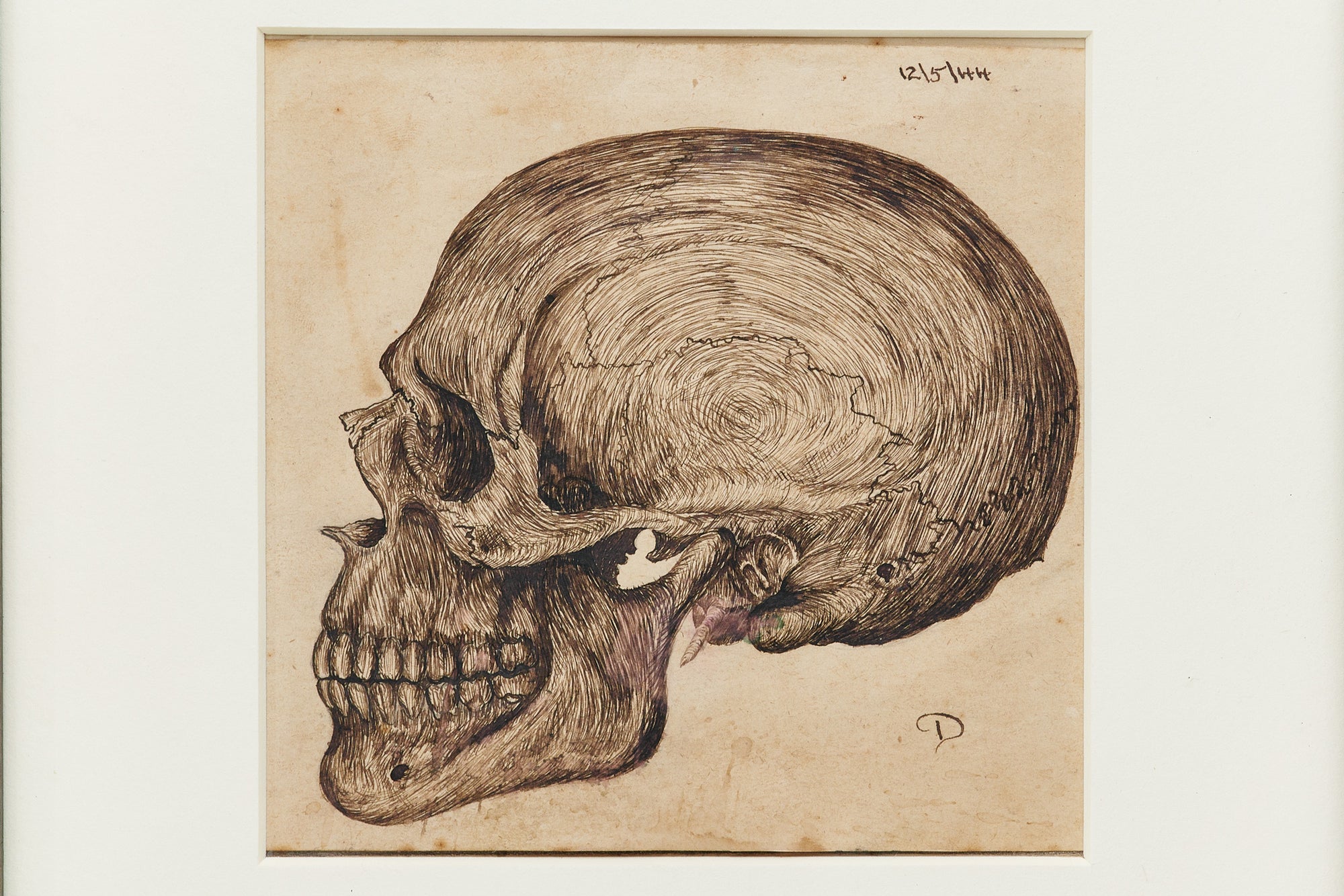 Ink Drawing, Skull