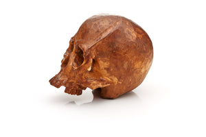 Japanese Carved Skull, Meiji