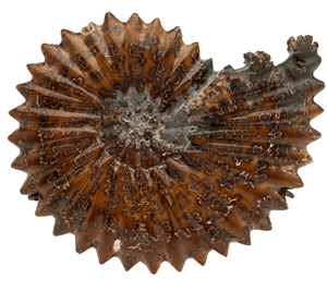 Fossil on Stand
