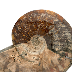Mounted Fossilized Shell