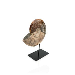 Mounted Fossilized Shell