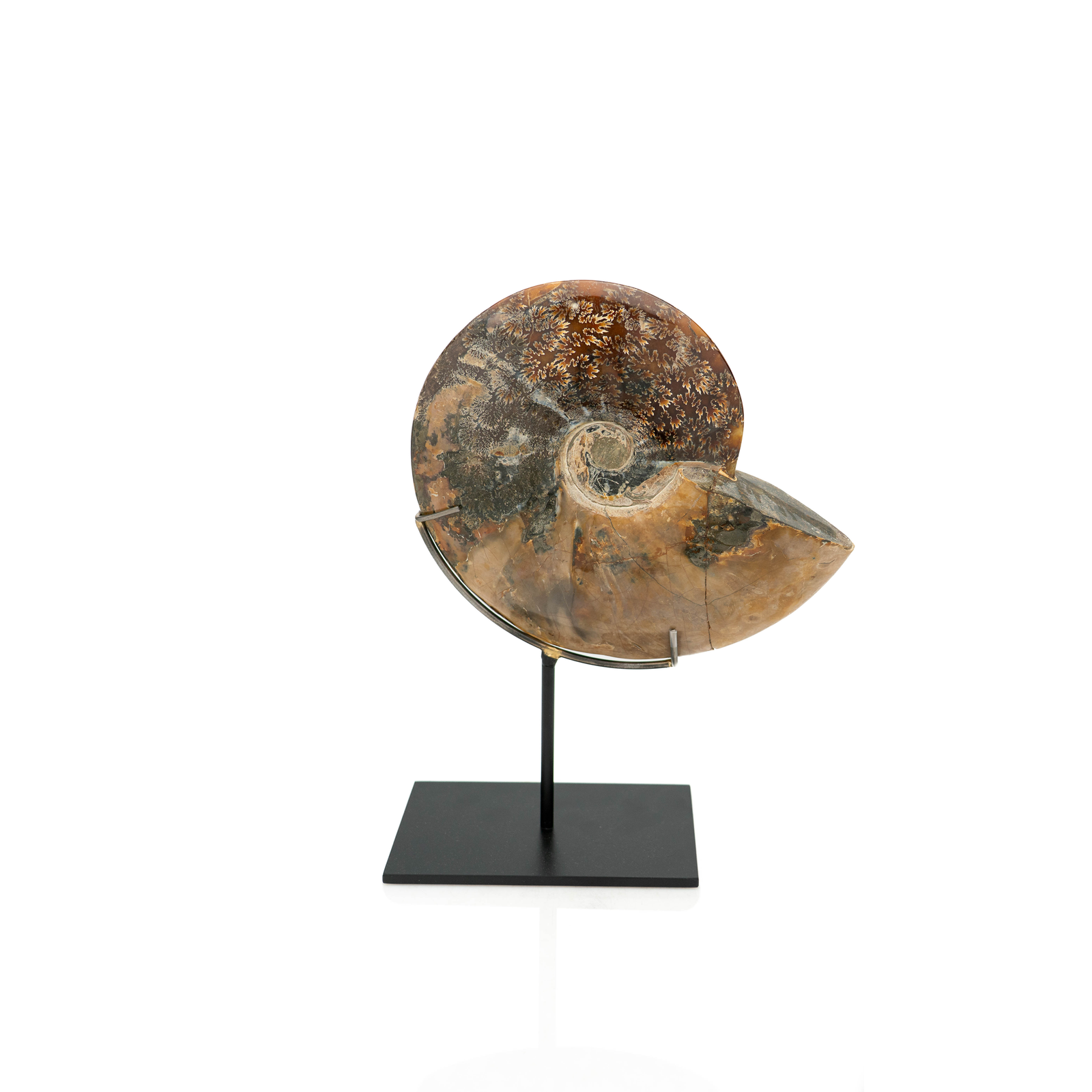 Mounted Fossilized Shell