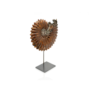 Fossil on Stand