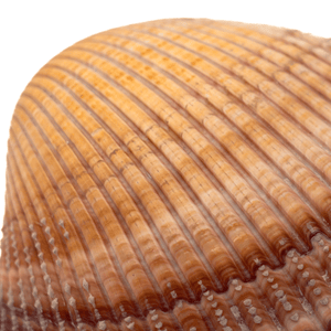 Italian Sterling Shell Box