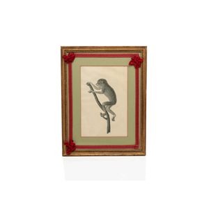 Jean Baptiste Audebert, Monkey Prints