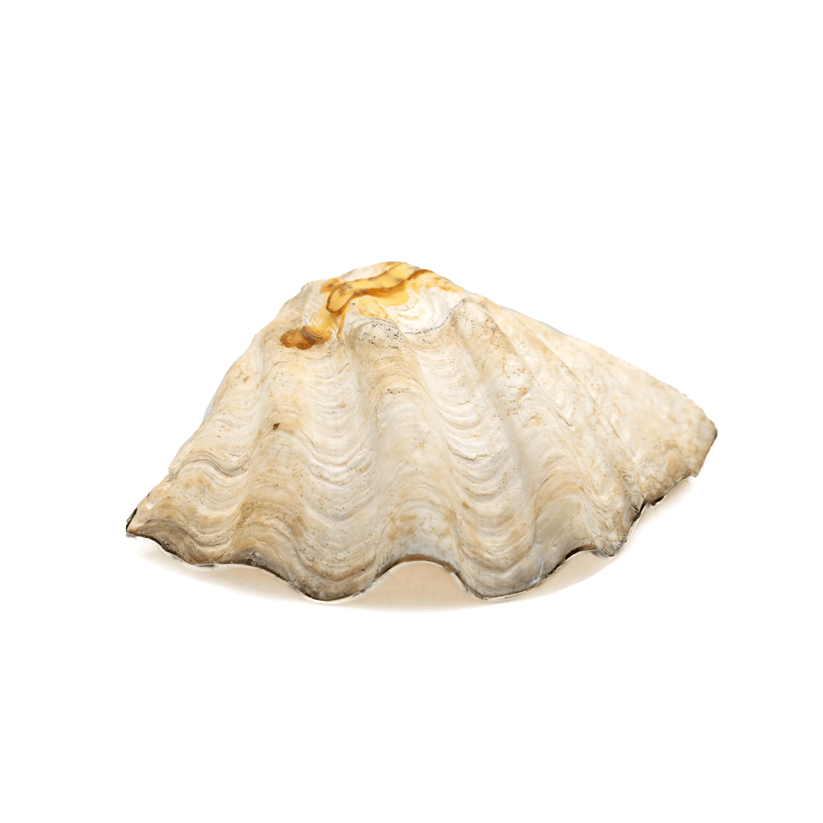 Shell Catchall, Silver Accent