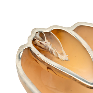 Silver Mounted Shell, 1950's