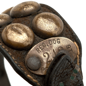 Turn of the Century Mastiff Dog Collar