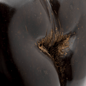 Coco De Mer