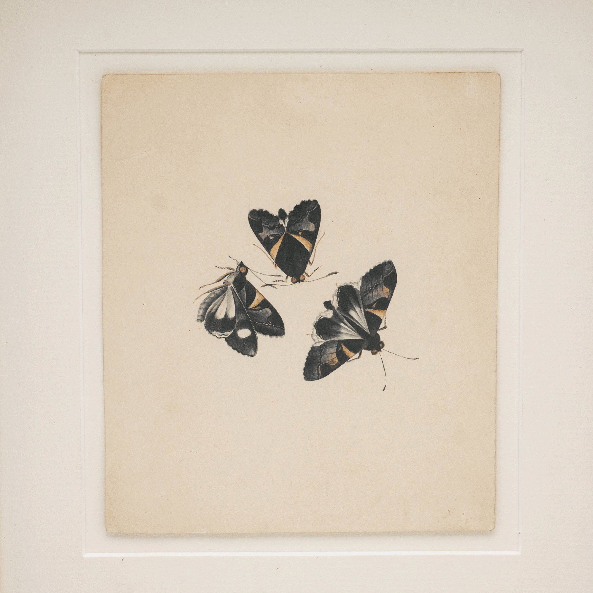 Butterfly Drawing
