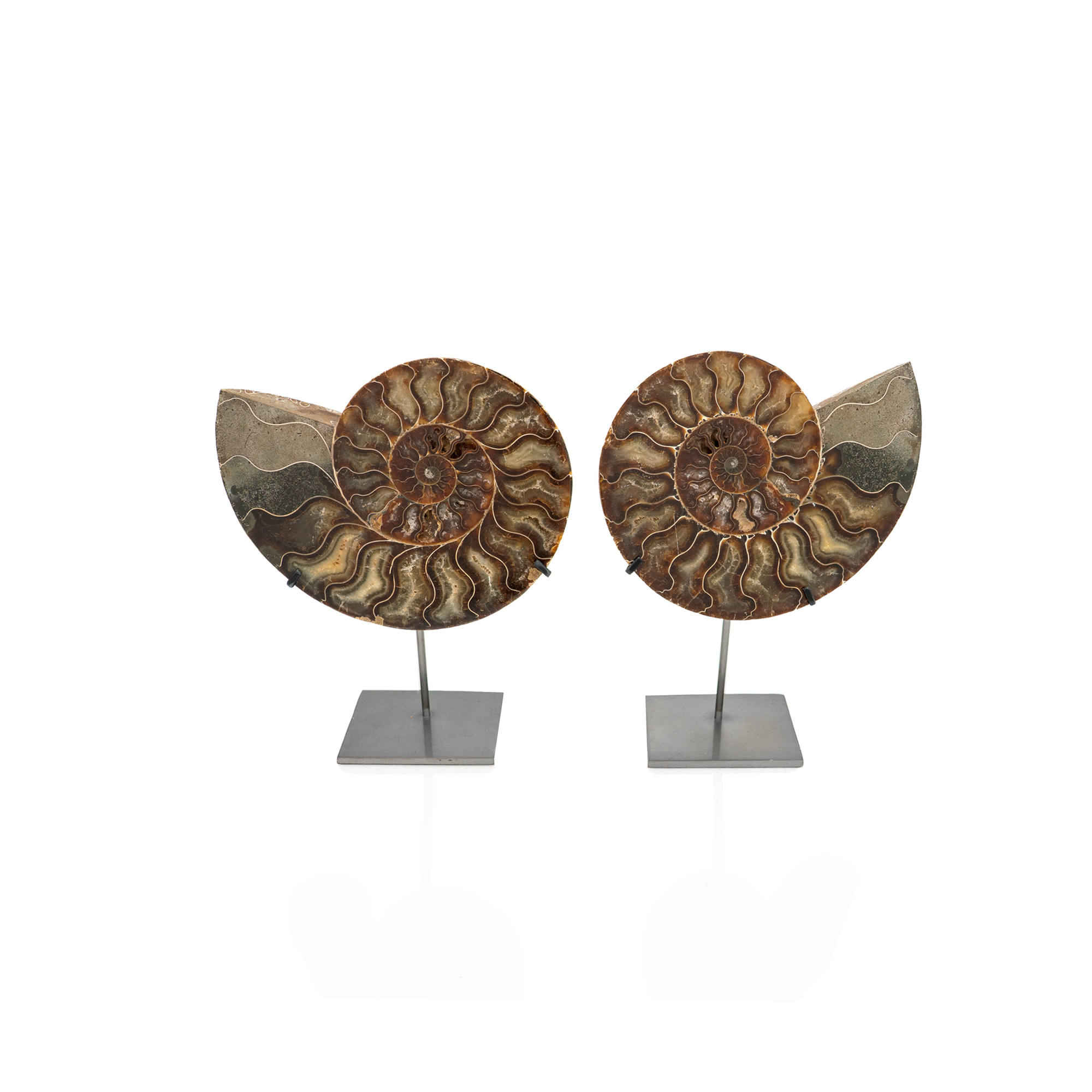 Fossils on Stand