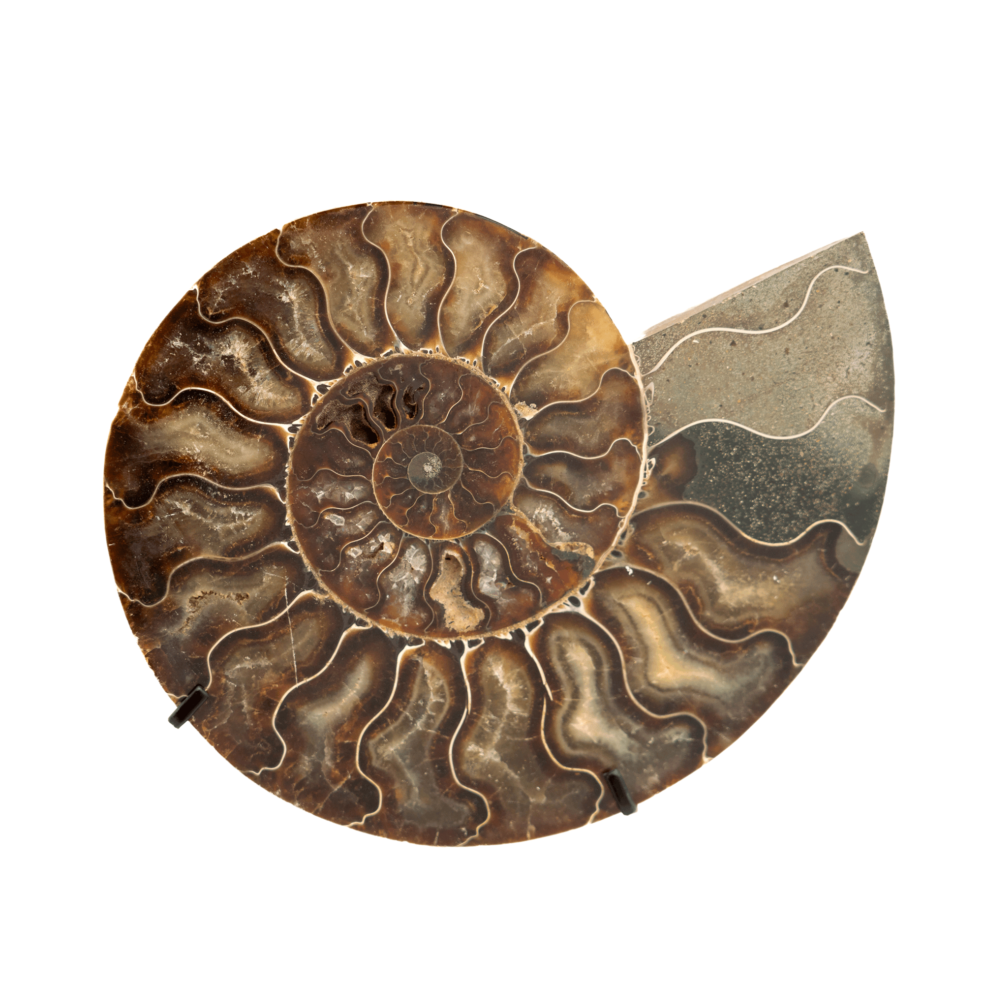 Fossils on Stand