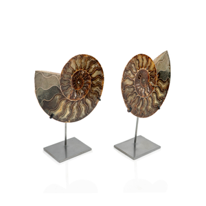 Fossils on Stand