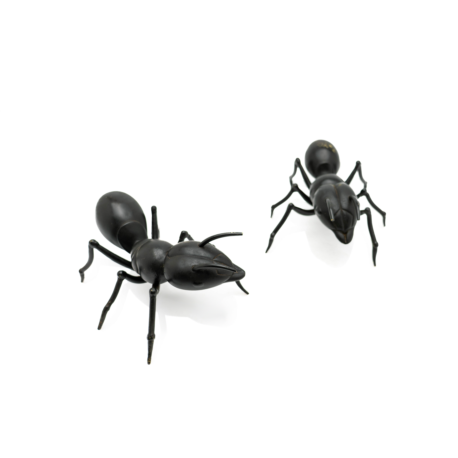 Japanese Bronze Ants