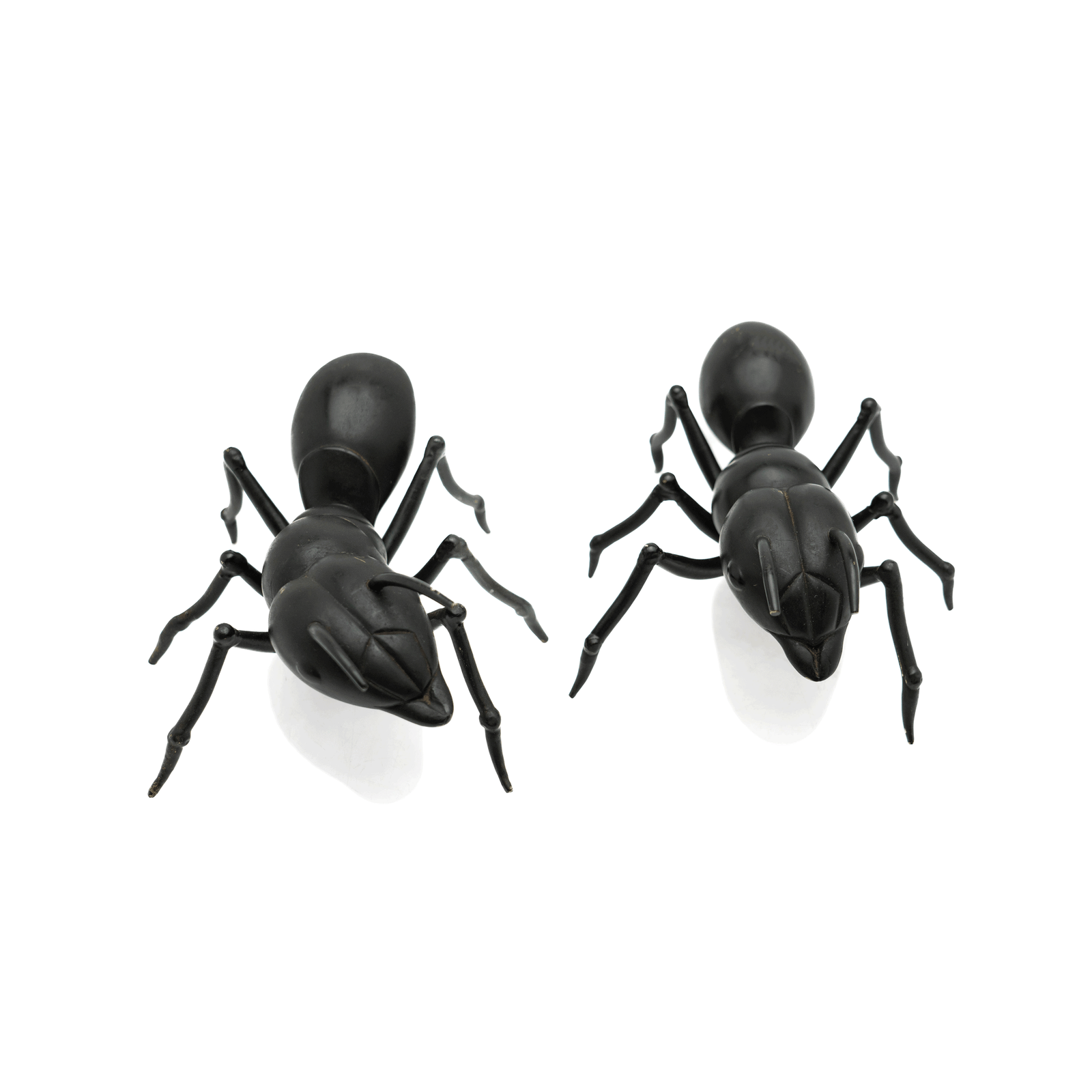 Japanese Bronze Ants