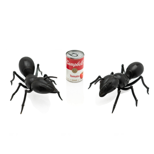 Japanese Bronze Ants