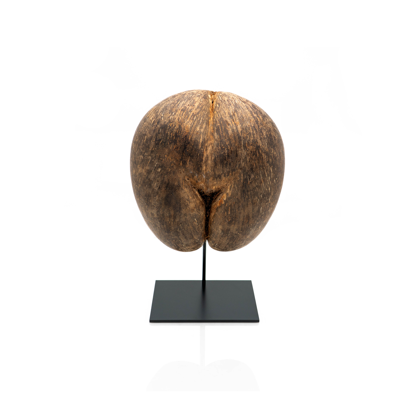 Coco de Mer Specimen