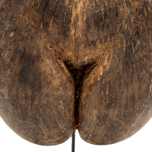 Coco de Mer Specimen
