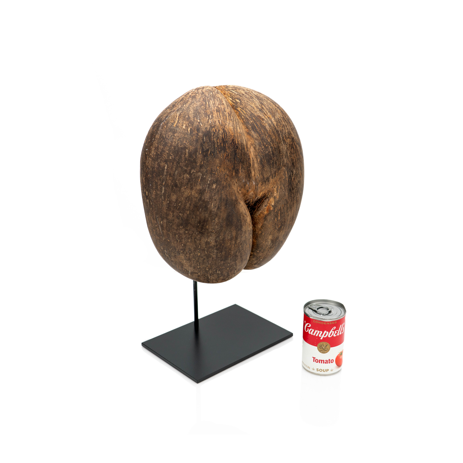 Coco de Mer Specimen