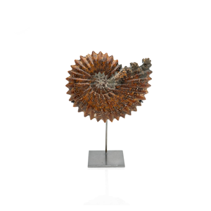 Fossil on Stand