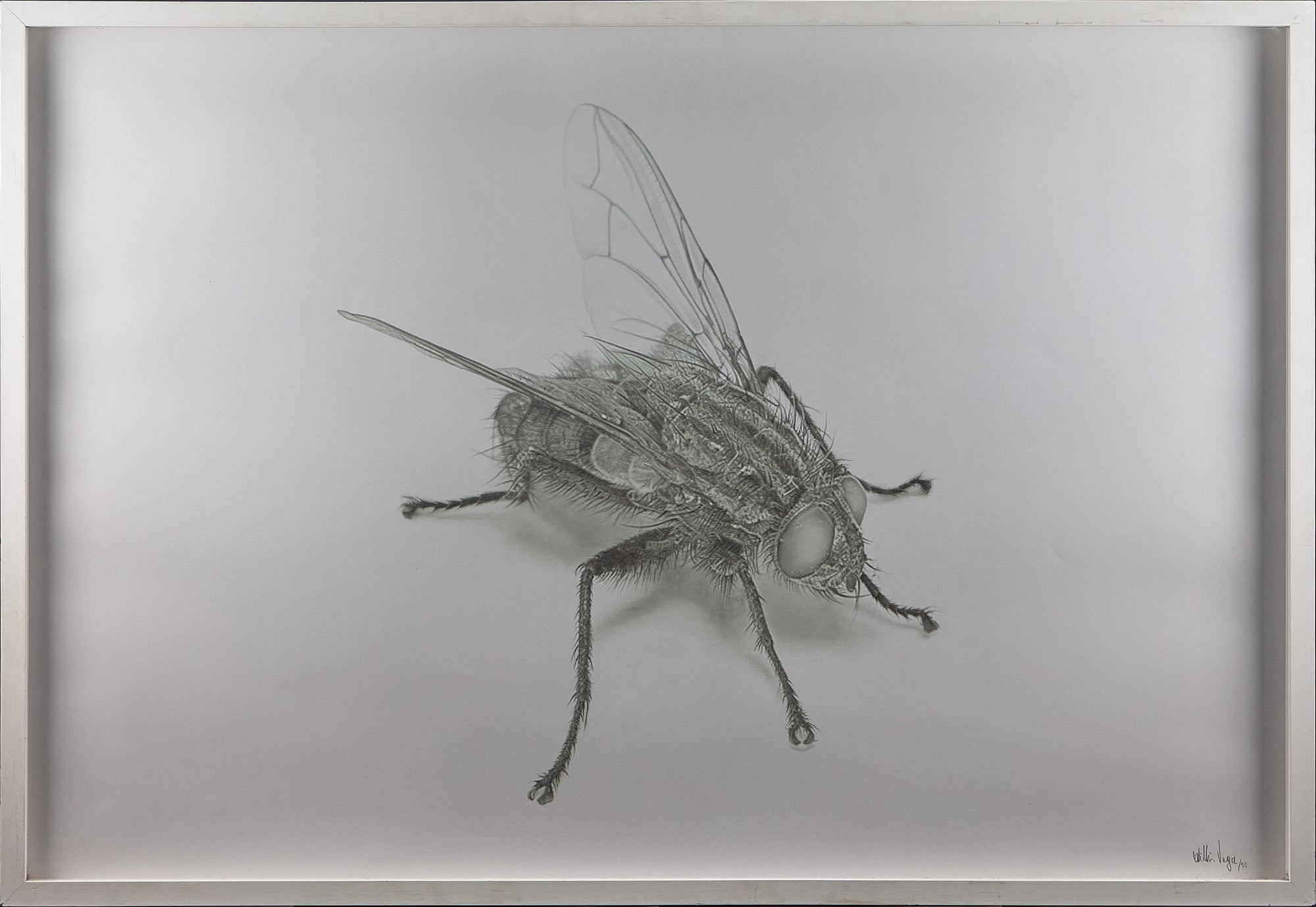 Willis Vega Hyperrealist Fly Drawing